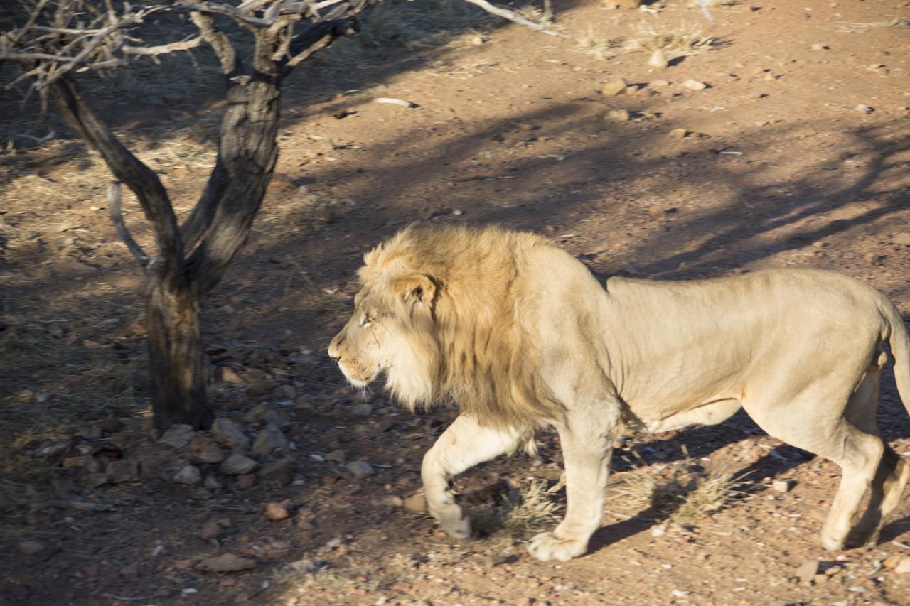 Phumelo Lodge Bela-Bela Ngoại thất bức ảnh