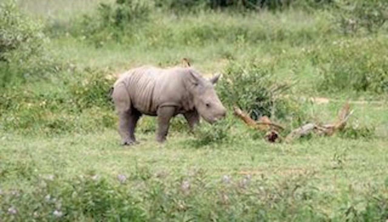 Phumelo Lodge Bela-Bela Ngoại thất bức ảnh
